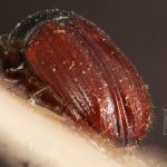 female | Image Author: TH Atkinson | Florida State Collection of Arthropods, Gainesville, Florida | holotype Cnesinus bicolor Eggers, 1943 | holotype | Cochabamba (departamento) | Collection: Entomology
