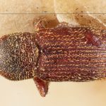 female | Image Author: TH Atkinson | Florida State Collection of Arthropods, Gainesville, Florida | holotype Cnesinus setosus Eggers, 1931 | holotype | Cochabamba (departamento) | Collection: Entomology