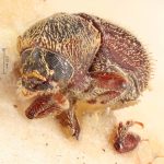 female | Image Author: TH Atkinson | Florida State Collection of Arthropods, Gainesville, Florida | holotype Cnesinus setosus Eggers, 1931 | holotype | Cochabamba (departamento) | Collection: Entomology