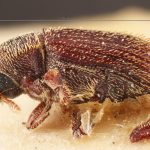 female | Image Author: TH Atkinson | Florida State Collection of Arthropods, Gainesville, Florida | holotype Cnesinus setosus Eggers, 1931 | holotype | Cochabamba (departamento) | Collection: Entomology
