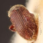 female | Image Author: TH Atkinson | Florida State Collection of Arthropods, Gainesville, Florida | holotype Cnesinus setosus Eggers, 1931 | holotype | Cochabamba (departamento) | Collection: Entomology