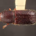 Image Author: TH Atkinson | Florida State Collection of Arthropods, Gainesville, Florida | holotype Dryocoetes betulae Hopkins, 1915 | holotype | Grant Co. | Collection: Entomology