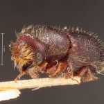 Image Author: TH Atkinson | Florida State Collection of Arthropods, Gainesville, Florida | holotype Dryocoetes betulae Hopkins, 1915 | holotype | Grant Co. | Collection: Entomology