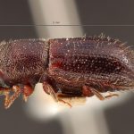 Image Author: TH Atkinson | Florida State Collection of Arthropods, Gainesville, Florida | holotype Dryocoetes betulae Hopkins, 1915 | holotype | Grant Co. | Collection: Entomology