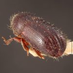 Image Author: TH Atkinson | Florida State Collection of Arthropods, Gainesville, Florida | holotype Dryocoetes betulae Hopkins, 1915 | holotype | Grant Co. | Collection: Entomology