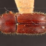 female | Image Author: TH Atkinson | Florida State Collection of Arthropods, Gainesville, Florida | holotype Dryocoetes liquidambaris Hopkins, 1915 | holotype | Virginia Beach | Collection: Entomology