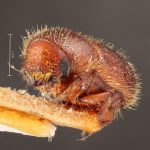 Image Author: TH Atkinson | Florida State Collection of Arthropods, Gainesville, Florida | holotype Dryocoetes liquidambaris Hopkins, 1915 | holotype | Virginia Beach | Collection: Entomology