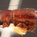 Image Author: TH Atkinson | Florida State Collection of Arthropods, Gainesville, Florida | holotype Dryocoetes liquidambaris Hopkins, 1915 | holotype | Virginia Beach | Collection: Entomology
