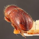 Image Author: TH Atkinson | Florida State Collection of Arthropods, Gainesville, Florida | holotype Dryocoetes liquidambaris Hopkins, 1915 | holotype | Virginia Beach | Collection: Entomology