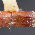 male | Image Author: TH Atkinson | Florida State Collection of Arthropods, Gainesville, Florida | paratype Micracis evanescens Wood | paratype | Copala, 20 mi NE | Collection: Entomology