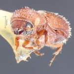 male | Image Author: TH Atkinson | Florida State Collection of Arthropods, Gainesville, Florida | paratype Micracis evanescens Wood | paratype | Copala, 20 mi NE | Collection: Entomology