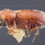 male | Image Author: TH Atkinson | Florida State Collection of Arthropods, Gainesville, Florida | paratype Micracis evanescens Wood | paratype | Copala, 20 mi NE | Collection: Entomology