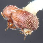 male | Image Author: TH Atkinson | Florida State Collection of Arthropods, Gainesville, Florida | paratype Micracis evanescens Wood | paratype | Copala, 20 mi NE | Collection: Entomology