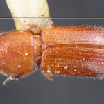 male | Image Author: TH Atkinson | Florida State Collection of Arthropods, Gainesville, Florida | Southmost | Collection: Entomology