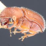 male | Image Author: TH Atkinson | Florida State Collection of Arthropods, Gainesville, Florida | Southmost | Collection: Entomology