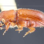 male | Image Author: TH Atkinson | Florida State Collection of Arthropods, Gainesville, Florida | Southmost | Collection: Entomology