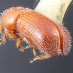 male | Image Author: TH Atkinson | Florida State Collection of Arthropods, Gainesville, Florida | Southmost | Collection: Entomology