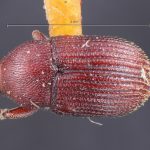 Image Author: TH Atkinson | Florida State Collection of Arthropods, Gainesville, Florida | holotype Bothrosternus hubbardi Schwarz | holotype | St. Lucie | Collection: Entomology