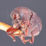 Image Author: TH Atkinson | Florida State Collection of Arthropods, Gainesville, Florida | holotype Bothrosternus hubbardi Schwarz | holotype | St. Lucie | Collection: Entomology