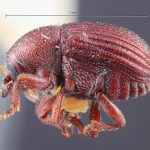 Image Author: TH Atkinson | Florida State Collection of Arthropods, Gainesville, Florida | holotype Bothrosternus hubbardi Schwarz | holotype | St. Lucie | Collection: Entomology