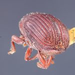 Image Author: TH Atkinson | Florida State Collection of Arthropods, Gainesville, Florida | holotype Bothrosternus hubbardi Schwarz | holotype | St. Lucie | Collection: Entomology