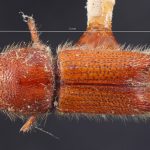 male | Image Author: TH Atkinson | Florida State Collection of Arthropods, Gainesville, Florida | allotype Ips mexicanus Hopkins | allotype | Cd. México | Collection: Entomology
