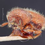 male | Image Author: TH Atkinson | Florida State Collection of Arthropods, Gainesville, Florida | allotype Ips mexicanus Hopkins | allotype | Cd. México | Collection: Entomology