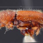male | Image Author: TH Atkinson | Florida State Collection of Arthropods, Gainesville, Florida | allotype Ips mexicanus Hopkins | allotype | Cd. México | Collection: Entomology