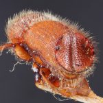 male | Image Author: TH Atkinson | Florida State Collection of Arthropods, Gainesville, Florida | allotype Ips mexicanus Hopkins | allotype | Cd. México | Collection: Entomology