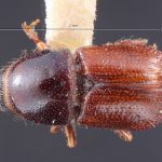male | Image Author: TH Atkinson | Florida State Collection of Arthropods, Gainesville, Florida | holotype Scolytus abietis Blackman | holotype | Sandpoint | Collection: Entomology