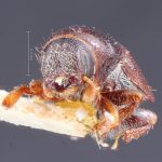 male | Image Author: TH Atkinson | Florida State Collection of Arthropods, Gainesville, Florida | holotype Scolytus abietis Blackman | holotype | Sandpoint | Collection: Entomology