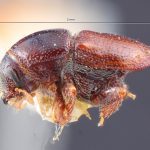 male | Image Author: TH Atkinson | Florida State Collection of Arthropods, Gainesville, Florida | holotype Scolytus abietis Blackman | holotype | Sandpoint | Collection: Entomology