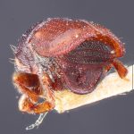 male | Image Author: TH Atkinson | Florida State Collection of Arthropods, Gainesville, Florida | holotype Scolytus abietis Blackman | holotype | Sandpoint | Collection: Entomology