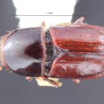 Image Author: TH Atkinson | Florida State Collection of Arthropods, Gainesville, Florida | holotype Scolytus opacus Blackman | holotype | Ouray | Collection: Entomology