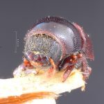 Image Author: TH Atkinson | Florida State Collection of Arthropods, Gainesville, Florida | holotype Scolytus opacus Blackman | holotype | Ouray | Collection: Entomology