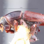 Image Author: TH Atkinson | Florida State Collection of Arthropods, Gainesville, Florida | holotype Scolytus opacus Blackman | holotype | Ouray | Collection: Entomology