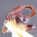 Image Author: TH Atkinson | Florida State Collection of Arthropods, Gainesville, Florida | holotype Scolytus opacus Blackman | holotype | Ouray | Collection: Entomology