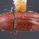 Image Author: TH Atkinson | Florida State Collection of Arthropods, Gainesville, Florida | lectotype Spermophthorus caesalpiniae Blackman | lectotype | Paraguay (country / region) | Collection: Entomology