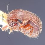 Image Author: TH Atkinson | Florida State Collection of Arthropods, Gainesville, Florida | lectotype Spermophthorus caesalpiniae Blackman | lectotype | Paraguay (country / region) | Collection: Entomology