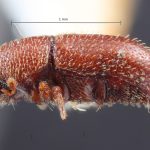Image Author: TH Atkinson | Florida State Collection of Arthropods, Gainesville, Florida | lectotype Spermophthorus caesalpiniae Blackman | lectotype | Paraguay (country / region) | Collection: Entomology