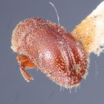 Image Author: TH Atkinson | Florida State Collection of Arthropods, Gainesville, Florida | lectotype Spermophthorus caesalpiniae Blackman | lectotype | Paraguay (country / region) | Collection: Entomology