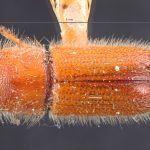 female | Image Author: TH Atkinson | Florida State Collection of Arthropods, Gainesville, Florida | holotype Tomicus mexicanus Hopkins | holotype | Cd. México | Collection: Entomology