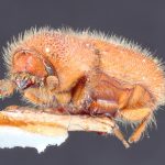 female | Image Author: TH Atkinson | Florida State Collection of Arthropods, Gainesville, Florida | holotype Tomicus mexicanus Hopkins | holotype | Cd. México | Collection: Entomology