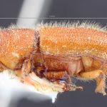 female | Image Author: TH Atkinson | Florida State Collection of Arthropods, Gainesville, Florida | holotype Tomicus mexicanus Hopkins | holotype | Cd. México | Collection: Entomology