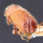female | Image Author: TH Atkinson | Florida State Collection of Arthropods, Gainesville, Florida | holotype Tomicus mexicanus Hopkins | holotype | Cd. México | Collection: Entomology