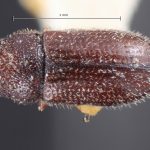 female | Image Author: TH Atkinson | Florida State Collection of Arthropods, Gainesville, Florida | holotype Trypophloeus punctipennis Hopkins | holotype | Alta | Collection: Entomology