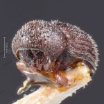 female | Image Author: TH Atkinson | Florida State Collection of Arthropods, Gainesville, Florida | holotype Trypophloeus punctipennis Hopkins | holotype | Alta | Collection: Entomology