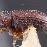 female | Image Author: TH Atkinson | Florida State Collection of Arthropods, Gainesville, Florida | holotype Trypophloeus punctipennis Hopkins | holotype | Alta | Collection: Entomology