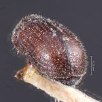 female | Image Author: TH Atkinson | Florida State Collection of Arthropods, Gainesville, Florida | holotype Trypophloeus punctipennis Hopkins | holotype | Alta | Collection: Entomology