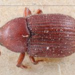 Image Author: TH Atkinson | Florida State Collection of Arthropods, Gainesville, Florida | lectotype Pagiocerus zeae Eggers | lectotype | 'South America' | Collection: Entomology